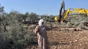 الاحتلال يقتلع أكثر من 100 شجرة زيتون معمرة في برطعة