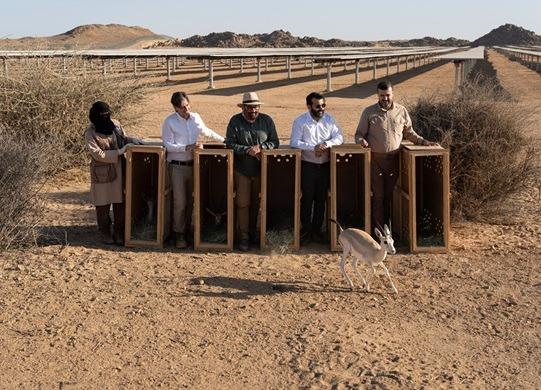 في سابقة عالمية.. محمية الأمير محمد بن سلمان الملكية تُكثِر غزال الرمل داخل محطة شمسية تولّد الكهرباء