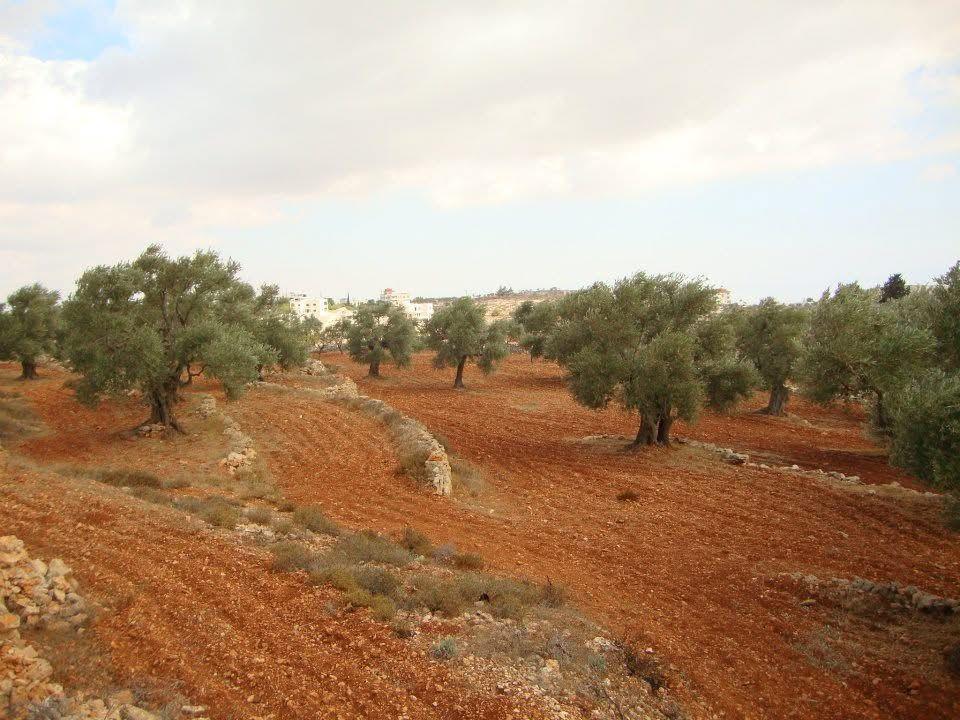 الاحتلال يصدر قرارا عسكريًا لإزالة أشجار في كفر مالك شرق رام الله