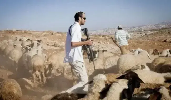 مستعمرون يرعون الأغنام في أراضي المواطنين شمال رام الله