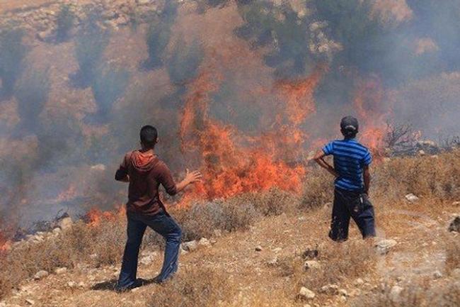 مستوطنون يضرمون النار في أراضي المواطنين ببلدة جالود جنوب نابلس