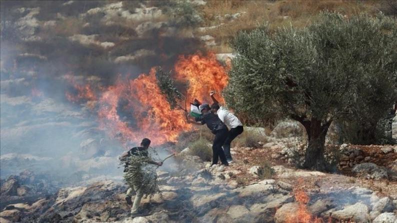 مستوطنون يحرقون أراضي زراعية في بورين جنوب نابلس ويعرقلون وصول طواقم الإطفاء