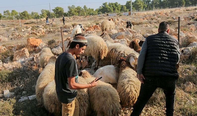 مستعمرون يقتحمون فصايل شمال أريحا ويرعون أغنامهم