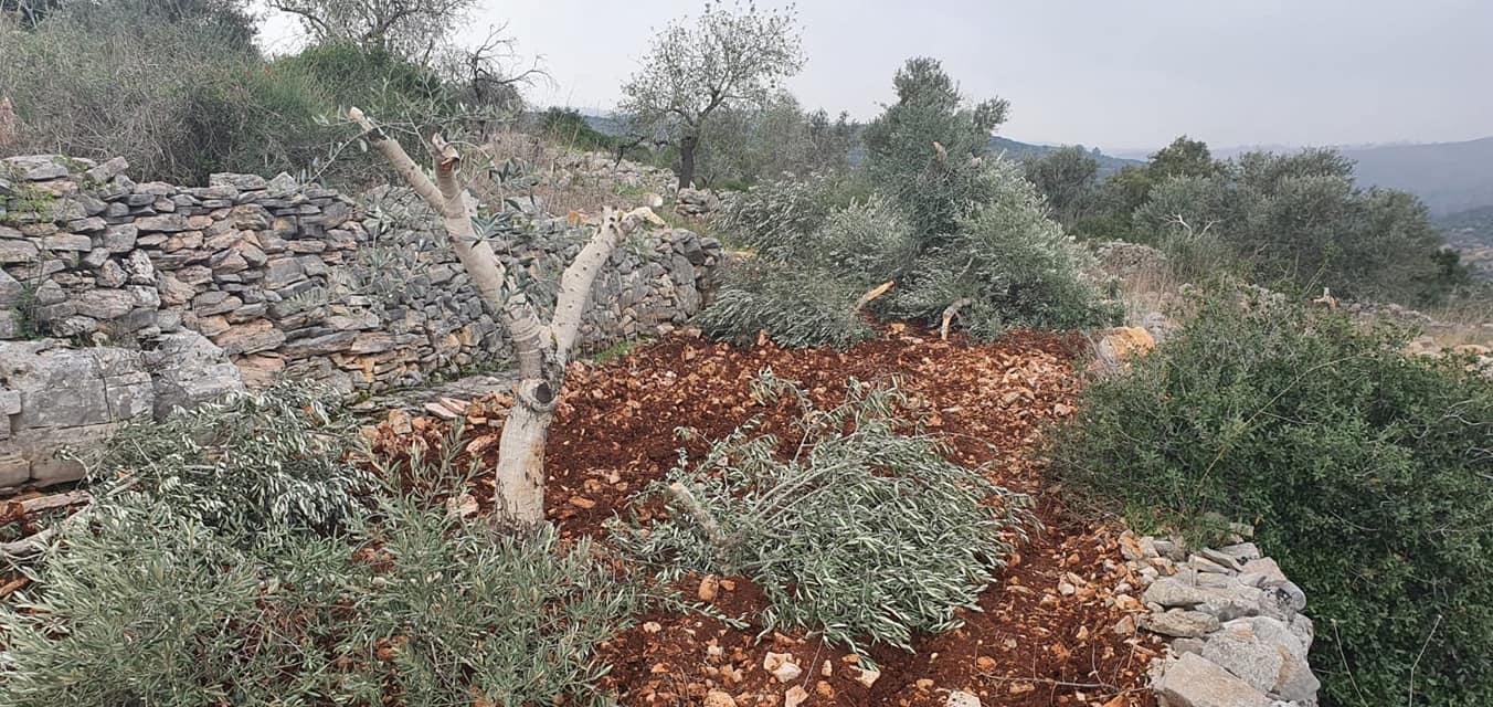 مستوطنون يقتلعون مئات أشجار الزيتون في يطا جنوب الخليل