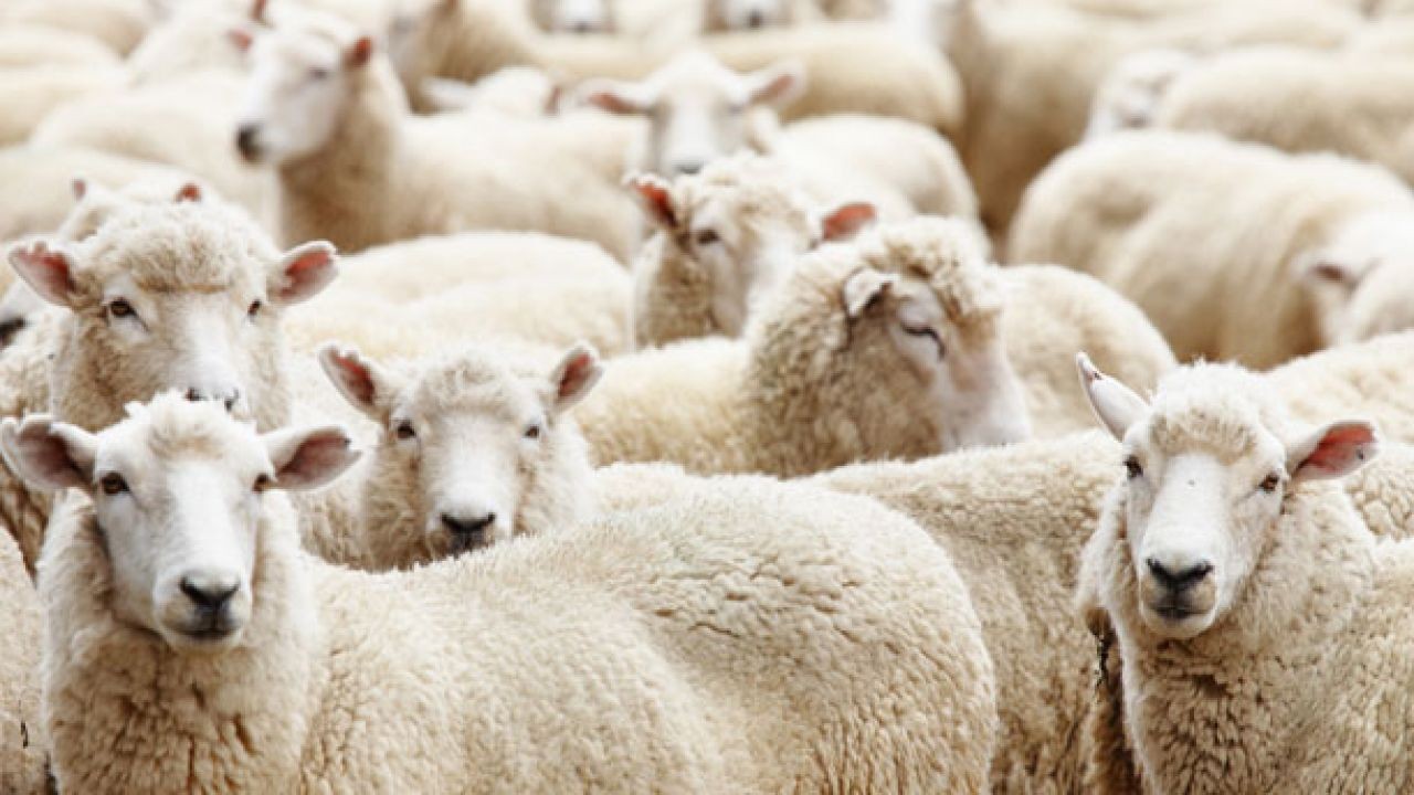 هل يجوز تقسيم الأضحية على ذبيحتين؟