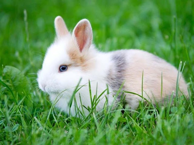 تعرف على السبب وراء عدم أكل النبي محمد لحم الأرنب - معلومة أول مرة تعرفها عن لحم الأرنب