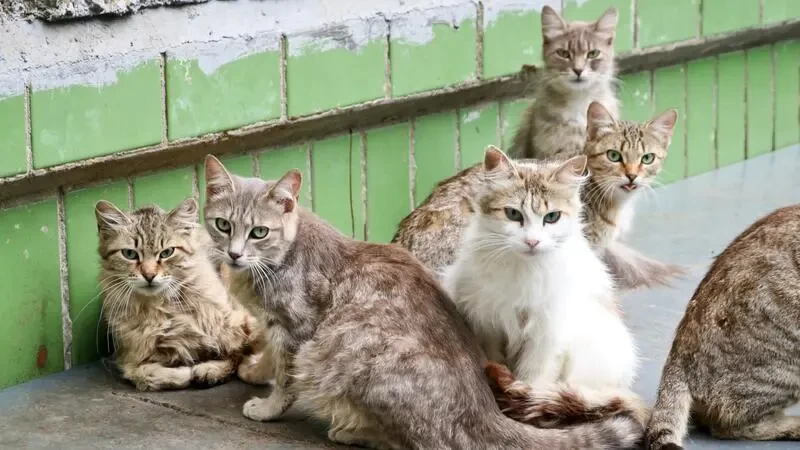 تفسير الاحلام