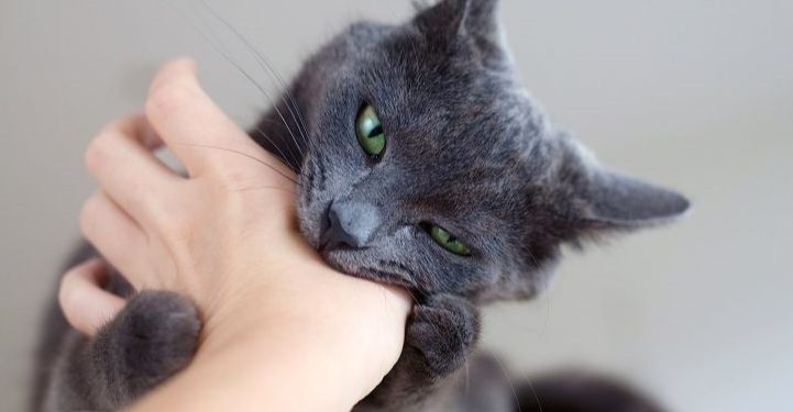 تفسير الاحلام