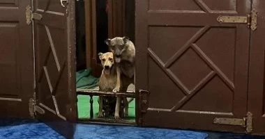 طلباً لرزق.. كلبان يبحثان عن إمام مسجد اعتادا أن يطعمهما