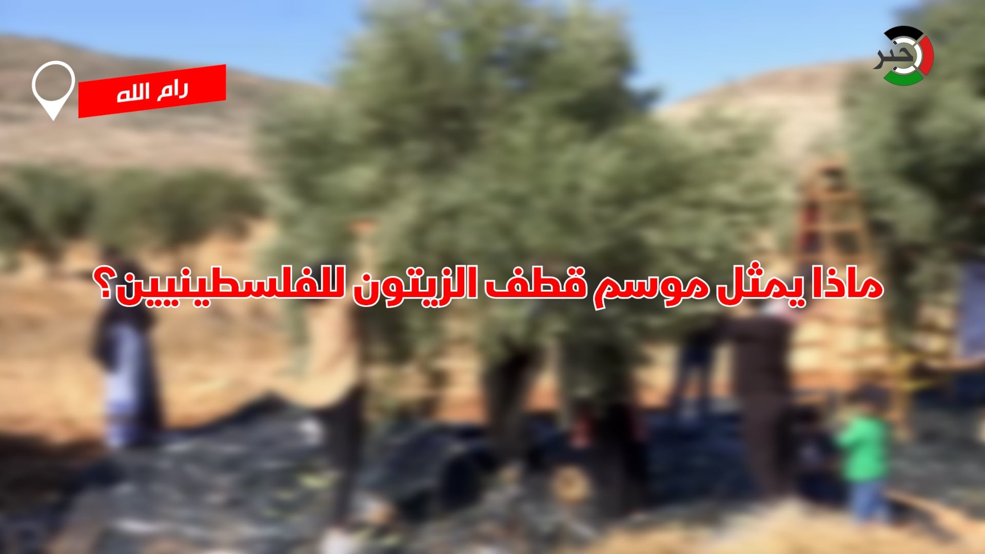 بالفيديو: رام الله.. ماذا يمثل موسم قطف الزيتون للشعب الفلسطيني؟!