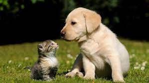 القبض علي سيدة بتهمة قتل القطط والكلاب بدس السم لهم في الطعام