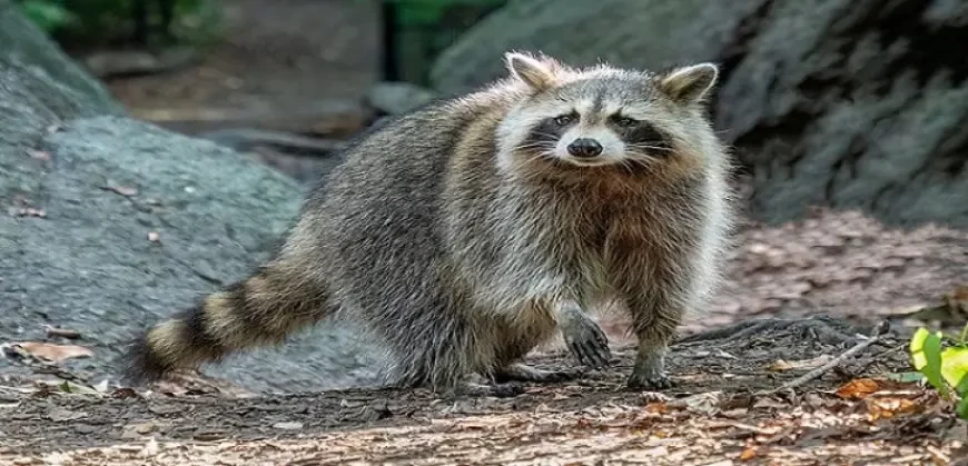 أم تنقذ طفلها من هجوم "الراكون" المفاجئ