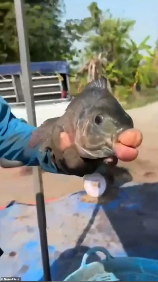 صيادون يعثرون على سمكة بشفاه ضخمة