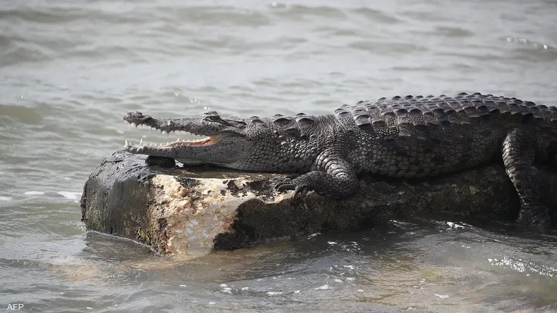 تمساح يقتل امرأة في بحيرة بفلوريدا خلال نزهة بالقارب