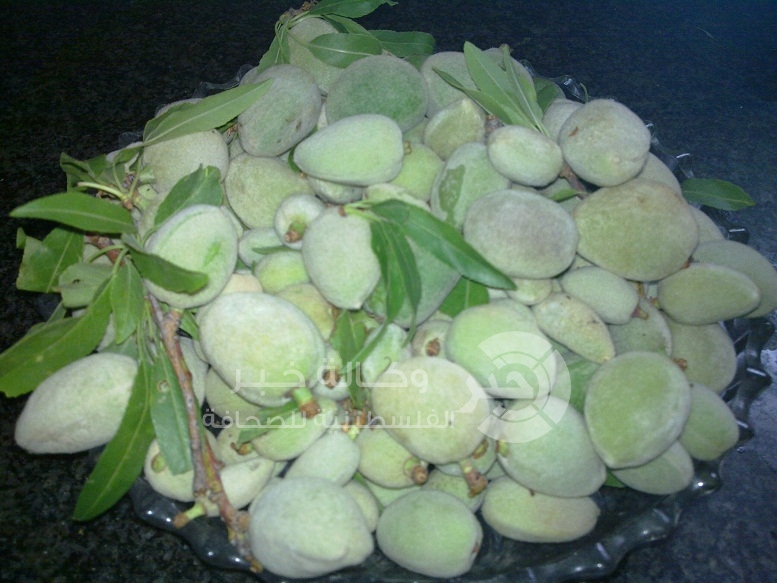 ﻿هل كنت تعلمين أن للوز الأخضر فوائد صحية عديدة ومفاجئة....