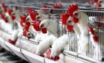 الكشف عن اتفاق لمعالجة انخفاض أسعار بيع الدجاج الحي 
