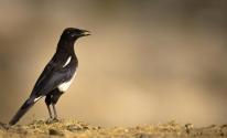 السعودية: 100 ألف ريال غرامة صيد أحد الطيور النادرة