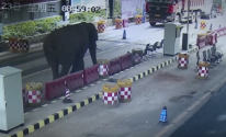 فيل يقتحم نقطة حدود