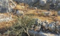 سلفيت: مستوطنون يقطعون 60 شجرة زيتون في بلدة كفر الديك