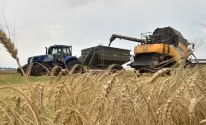 أسعار القمح تشتعل بعد هجوم صاروخي على أدويسا الأوكرانية