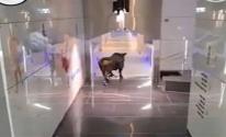 بالفيديو.. ثور هائج يقتحم أحد البنوك الإسرائيلية