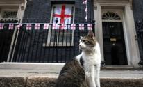 مواجهة بين القط لاري وثعلب في مقر الحكومة البريطانية (فيديو)