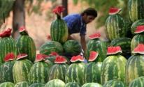 البطيخ بغزة