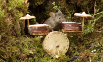 الات موسيقية للفئران