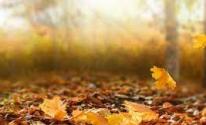 تفسير رؤية فصل الخريف في المنام