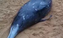 الحوت المنقاري