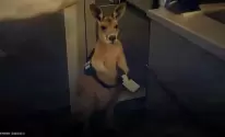 كنغر