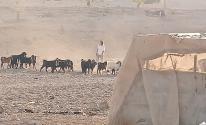 مستوطنون.jpg-7111204b-b365-449e-87ea-d3ad05b25fdb.jpg