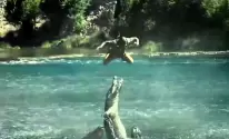 تماسيح
