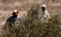 مستعمرون يسرقون ثمار الزيتون من أراضي سهل شرق طولكرم