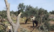 قوات الاحتلال تقتلع ألف شجرة زيتون شرق قلقيلية 