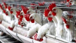 ما هو سبب انخفاض أسعار الدجاج في قطاع غزة؟!