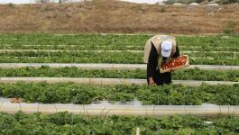 الإعلان عن صرف دفعة مالية لمتضرري القطاع الزراعي بغزة.jpg