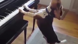 بالفيديو:  كلب يعزف على البيانو ويغني في الوقت ذاته!