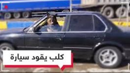 بالفيديو: كلب يقود 