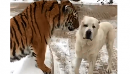 بالفيديو: كلب يهاجم نمرا في تصرف مناف لقوانين الطبيعة!