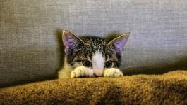 بالفيديو: قطة تتابع مسلسلا تلفزيونيا بشغف وتتفاعل مع المشاهد!