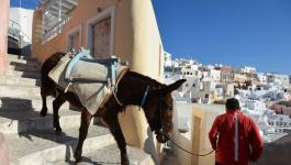 اليونان: انتقادات لمعاملة الحمير بقسوة في جزيرة سياحية