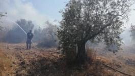 حريق يلتهم 30 شجرة زيتون في مركة جنوب جنين