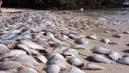 تايلاند: الأسماك النافقة تجتاح منتجعا 