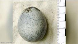 عثروا على بيض عمره 1700 عام.. و ثم حدث شيء غير متوقع