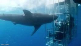 بالفيديو: مرعب .. القرش اقتحم القفص و 