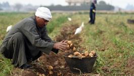 المحاصيل الزراعية في مصر
