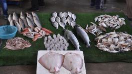 أسعار الأسماك في أسواق غزة ليوم الأربعاء 29 إبريل 2020