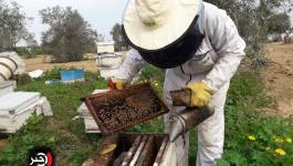 جني العسل في غزة