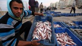 سمك-غزة.jpg